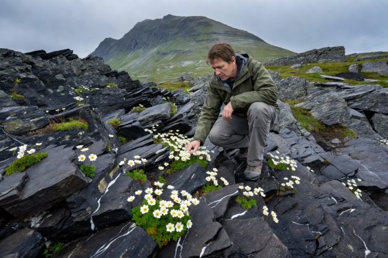 Hiker crouching beside blooming white Mountain Avens flowers growing on dark calcareous schist ledges in Dovrefjell